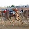 المهرجان الختامي لسباقات الهجن في الوثبة اليوم