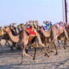 بدء وصول الوفود المشاركة في بطولة الكويت ال13 لسباق الهجن