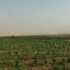 اجراء سحبة الدور الاخير من تصفيات آسيا لكأس العالم