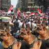 كلاب حراسة بالتحرير والاتحادية