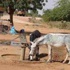 مذبحة قبلية بسبب تحرش حمار بحمارة