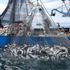 قيمة منتجات الصيد البحري تقارب 7 ملايير درهم في 9 أشهر