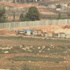 مقدسي سبعيني يخوض معركة الجدار في قلنديا