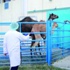 أصحاب عِزَب يطالبون بتكثيف حملات الرش صيفاً أصحاب عِزَب يطالبون بتكثيف حملات الرش صيفاً