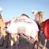 مهرجان الظفرة الثامن ينطلق اليوم في الغربية