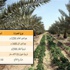زيادة إيجار المزارع والجواخير %500