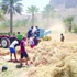 مزارعو الحمراء يحصدون محصول القمح