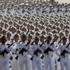 ايران تنتج منظومة صواريخ مضادة للصواريخ