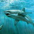 شهية الصين تعرض القرش الموزامبيقي للانقراض