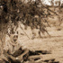 مهرجان الفيلم السعودي ينطلق الليلة