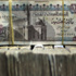 الجنيه المصري يواصل تراجعه أمام الدولار