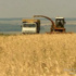 محصول الحبوب في روسيا حتى 20 سبتمبر الحالي 72.7 مليون طن