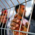 الاحتلال يمنع زيارة أسرى الخليل في سجن "عوفر"