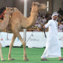 مهرجان الظفرة.. أكبر تجمّع للإبل