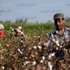 «الإحصاء»: 40.6% انخفاضا في صادرات القطن خلال الربع الأول لموسم 2012/2013 «الإحصاء»: 40.6% انخفاضا في صادرات القطن خلال الربع الأول لموسم 2012/2013