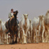 كورونا في طريقه للانحسار بالسعودية