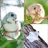 سناجب طائرة في غابات اليابان وسيبيريا