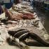 23 جنيهًا للبلطي.. أسعار الأسماك في سوق العبور اليوم 23 جنيهًا للبلطي.. أسعار الأسماك في سوق العبور اليوم