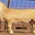 رجل أعمال سعودي يشتري فحل من الأغنام بـ 750 ألف ريال