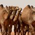 أغلى بـ12 مرة من حليب الأبقار ويعالج السكري... حليب الإبل يجتاح الأسواق