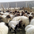 استيراد 2.5 مليون رأس من المواشي لكبح الأسعار في رمضان