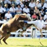 أوروغواي.. الخيل الجامحة أوروغواي.. الخيل الجامحة