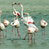 مرح الفلامينغو