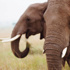 «جرائم البرية» تفترس الفيلة