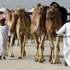 مهرجان للابل في الامارات.