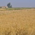 ميسان: إنتاج الحنطة تجاوز حد الإكتفاء الذاتي للمحافظة