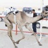 «مبهجه» حقق كأس الحربي