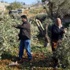 (الزراعيين) وزارة الزراعة ترتكب مجزرة بحق الاشجار (الزراعيين) وزارة الزراعة ترتكب مجزرة بحق الاشجار