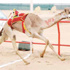 متعب يفوز بكأس العيد الوطني للهجن متعب يفوز بكأس العيد الوطني للهجن