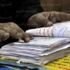 نتائج سوهاج: 469 ألفا وافقوا و126 ألفا رفضوا مشروع الدستور