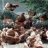 اول اصابة بالانفلونزا الطيور في ليبيا