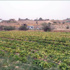 الرياح القوية تلحق اضرارا بمزارع غور الصافي