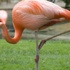 وفاة أكبر طائر فلامنجو في العالم
