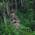 بولسونارو: البرازيل ضحية حملة تضليل على غابات الأمازون