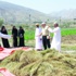 طلبة الجامعة يطلعون على اصناف المحاصيل الحقلية في مزارع العوابي