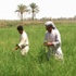 الامم المتحدة تعلن 2014 سنة دولية للأسر الفلاحية