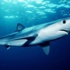 دراسة: ارتفاع أعداد أسماك القرش الأبيض بأميركا