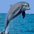 دراسة: الدلافين تستجيب للنداء عليها باسمها