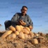«التصديري للحاصلات»: تراجع أسعار البطاطس بسبب زيادة الإنتاج