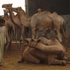 الجمل.. حيوان خجول يتذوق الموسيقى ويحتج على سوء معاملته بالموت الجمل.. حيوان خجول يتذوق الموسيقى ويحتج على سوء معاملته بالموت
