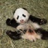 إطلاق اسم "باو باو" على صغير باندا بعد 100 يوم من ولادته في حديقة حيوان أمريكية