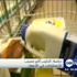 دراسة: الحليب أكبر مسبب للاضطرابات في الأمعاء دراسة: الحليب أكبر مسبب للاضطرابات في الأمعاء