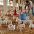 القاهرة للدواجن تحقق 19 مليون جنية تراجعاً في صافى الأرباح القاهرة للدواجن تحقق 19 مليون جنية تراجعاً في صافى الأرباح