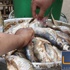 وجبة 'فسيخ' تسمم أسرة كاملة بالفيوم
