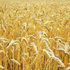 الهند تدرس السماح بزيادة صادرات القمح