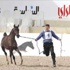 200 ألف دينار جوائز مهرجان جمال الخيول العربية 200 ألف دينار جوائز مهرجان جمال الخيول العربية